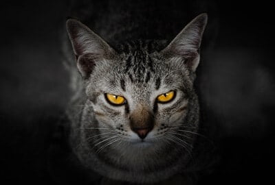 why are cats depicted as evil?