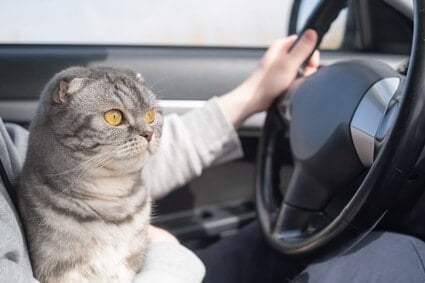 why don't cats like car rides?