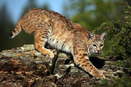 bobcat vs house cat