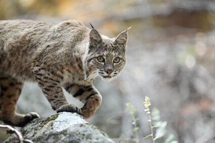 cat and bobcat similarities