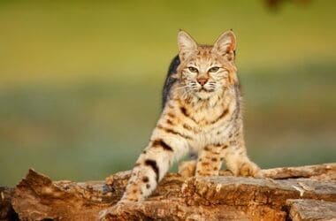 how to tell a bobcat from a house cat