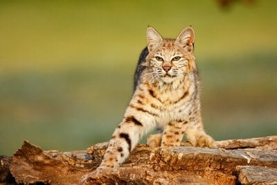 how to tell a bobcat from a house cat
