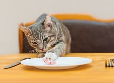 why do cats eat off their paws?