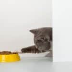 cat stopped using cat flap