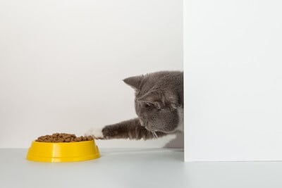 why do cats use their paws to eat?