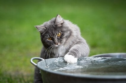 why do some cats paw at water?