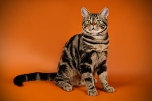 American Shorthair tail length