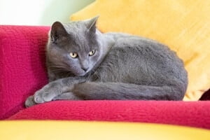 Chartreux tail length