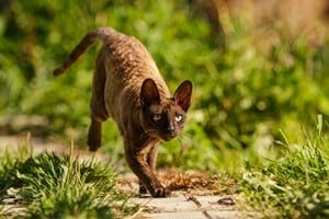 Cornish Rex tail length