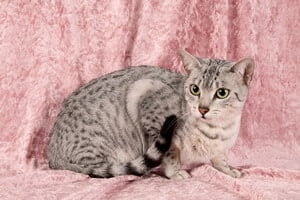 Egyptian Mau tail length