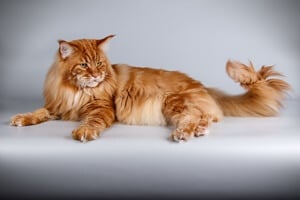 Maine Coon tail length
