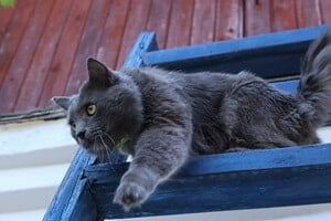 Nebelung tail length