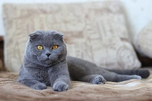 Scottish Fold tail length