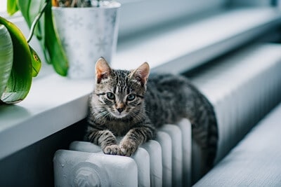 are radiators safe for cats?