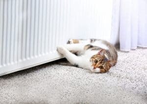 Can Cats Burn Themselves on Radiators? - Senior Cat Wellness