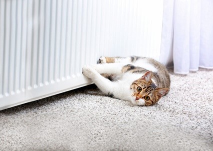 can cats feel heat like humans?
