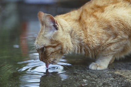 cat drinking from puddle