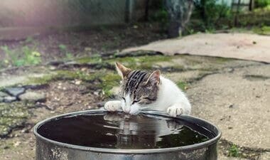 cat drinking rainwater