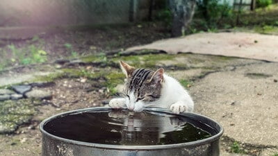 cat drinking rainwater