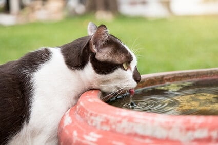 cats stagnant water