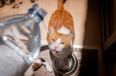 best spring water for cats