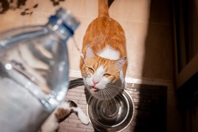 best spring water for cats