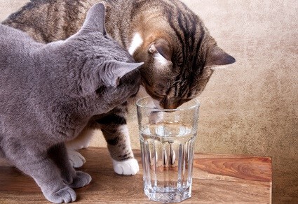 can cats drink mineral water?