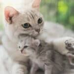 how do mom cats discipline kittens?