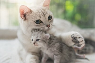 how do mom cats discipline kittens?
