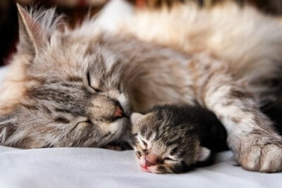 how do mother cats correct their kittens?