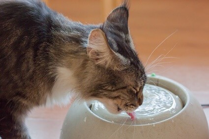 is bottled water better for cats?