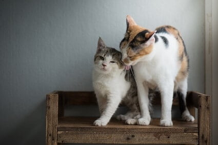 mother cat scolding kittens