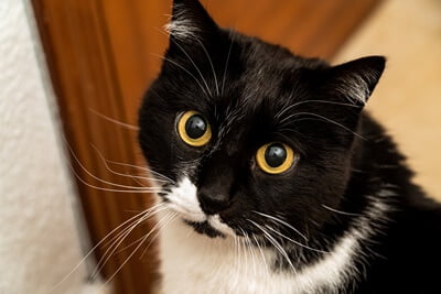 why do cats have yellow eyes?