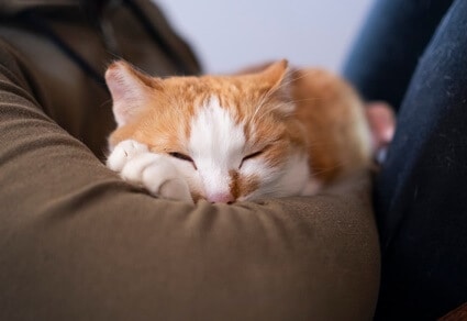can cats purr on command?