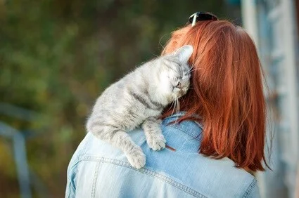 independent cat suddenly very affectionate