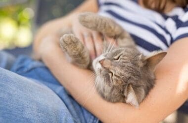 is cat purring voluntary or involuntary?