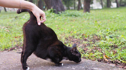 Why Do Cats Point Their Bums At You?