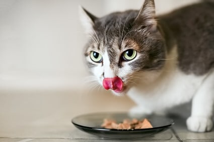 do cats care about food variety?