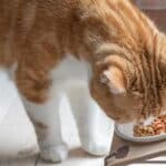 do cats get bored with their food?