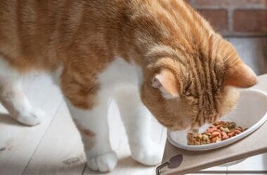 do cats get bored with their food?