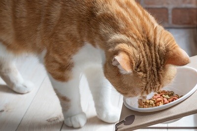 do cats get bored with their food?