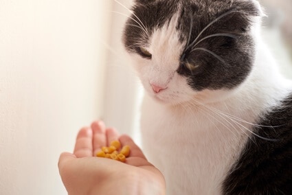 how often should I change my cat's food?