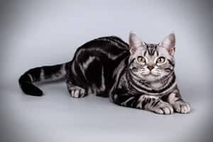 American Shorthair Cats