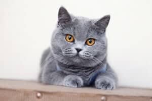 British Shorthair Cats