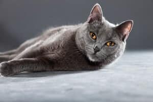 Chartreux Cats