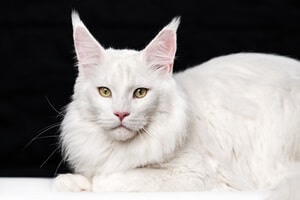 Maine Coon Cats