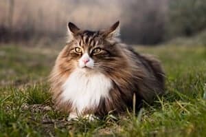 Norwegian Forest Cat