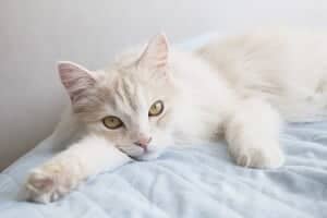 Turkish Van Cats