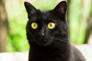 do bombay cats have yellow eyes?