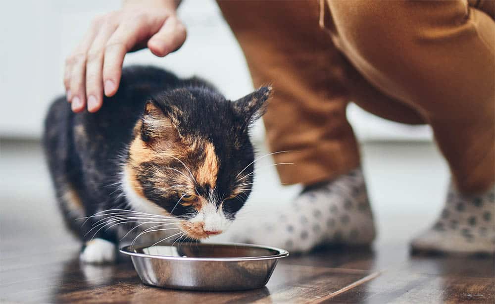 Petting a cat while she is eating